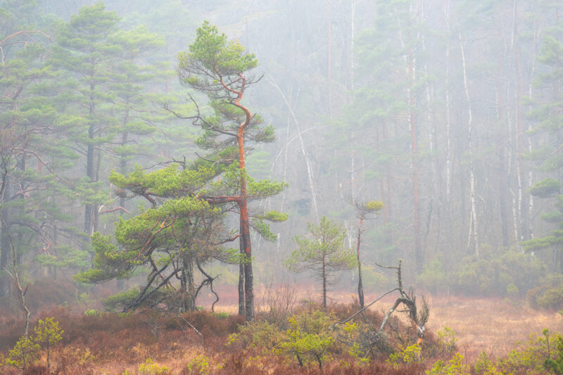 Landscape
