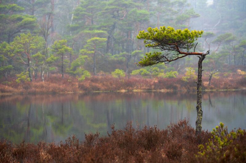 Landscape