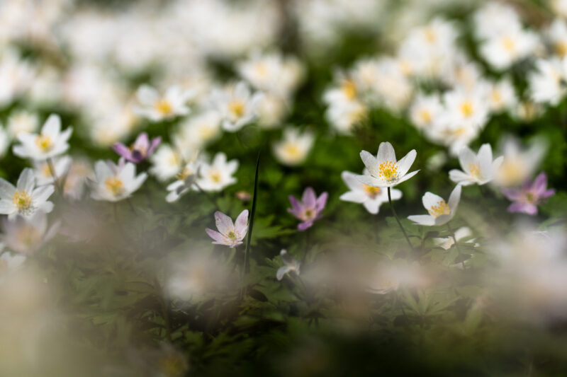 Close-Up World