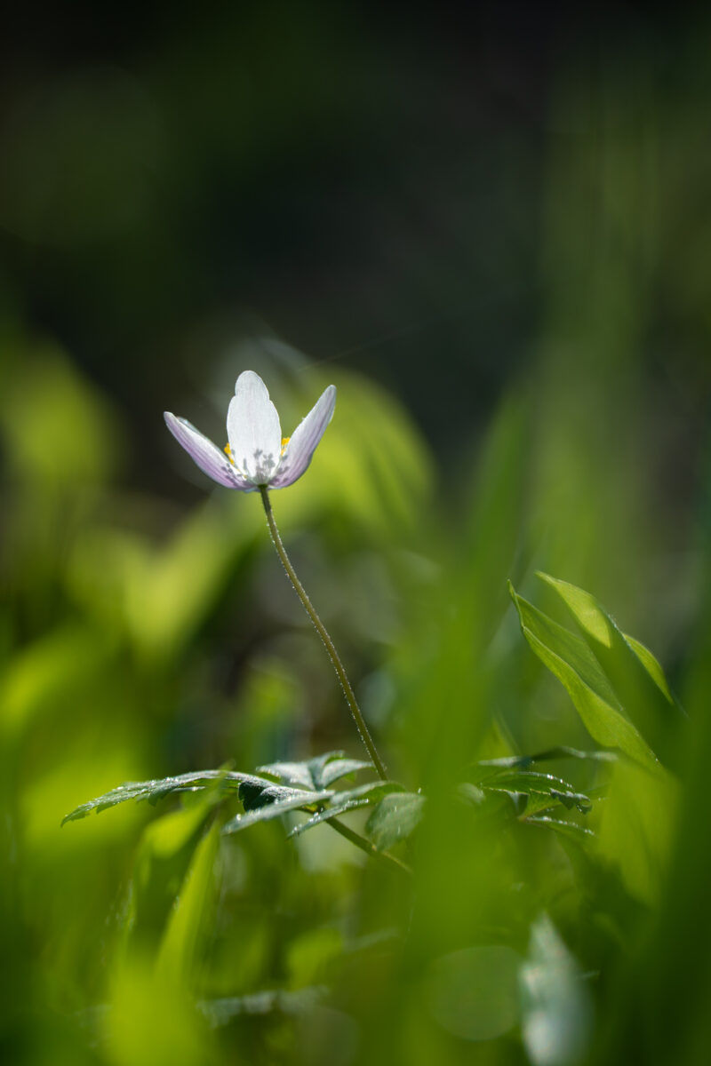 Close-Up World
