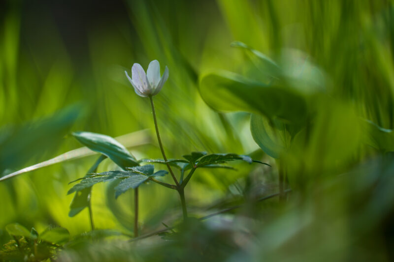Close-Up World