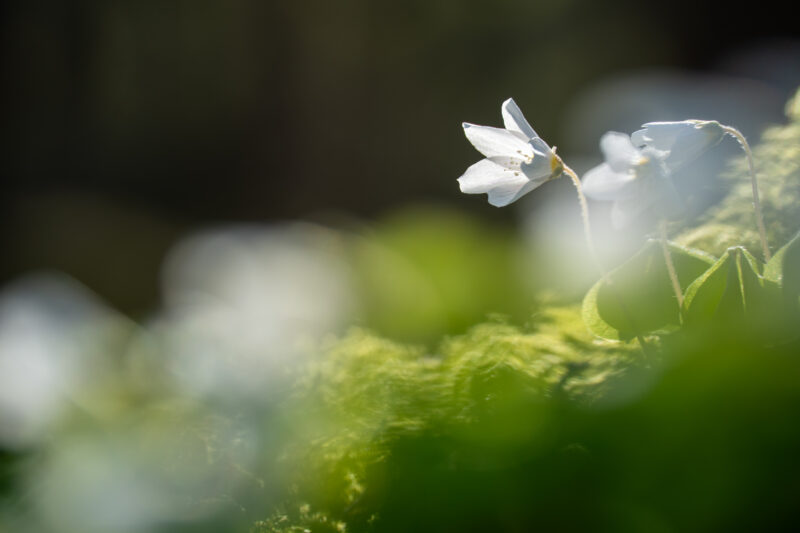 Close-Up World