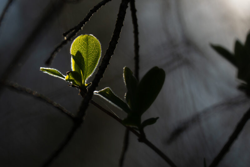 Close-Up World